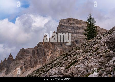 Solitary conifer tree stands resiliently on rugged cliffs Dolomites, its roots gripping rocky surface. Striking contrast between natures strength and Stock Photo