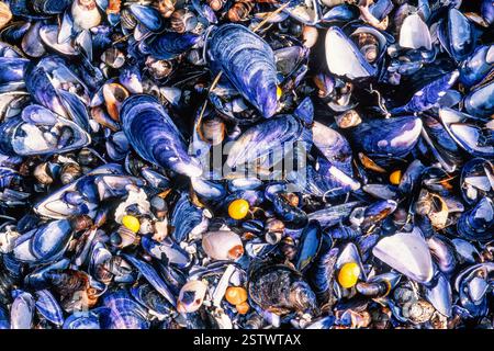 Blue mussels and clams on a beach Stock Photo