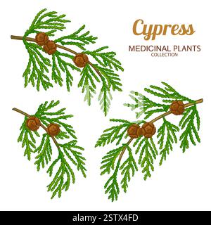 Cypress Branch Colored Detailed Illustration Stock Vector