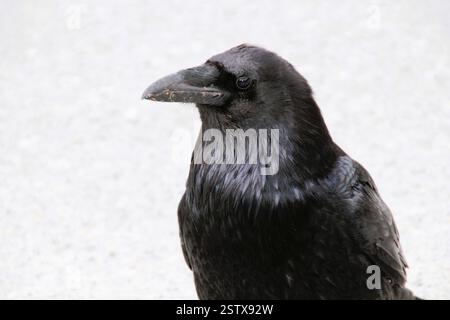 The image features a close-up of a raven, showcasing its glossy black plumage, sharp beak, and intelligent eyes against a blurred gray background Stock Photo