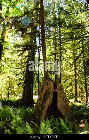A majestic tree stump with a new sapling growing from it, surrounded by lush ferns and towering trees in a vibrant green forest, showcasing nature Stock Photo