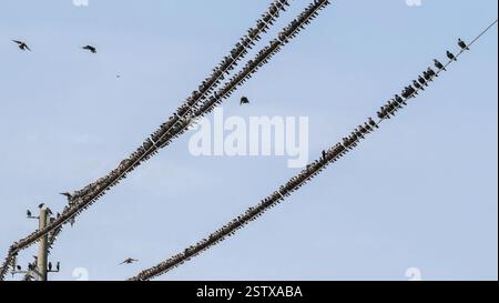 Flock of Starlings Perched on Power Lines Against a Clear Blue Sky Stock Photo