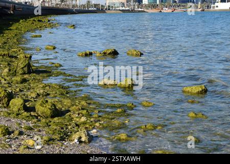 Coastal Serenity: Algae-Covered Rocks Along the Shoreline Stock Photo