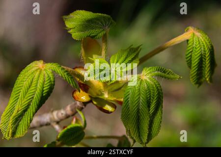 Green Chestnut Leaves in beautiful light. Spring season, spring colors. Aesculus hippocastanum, the horse chestnut. Stock Photo