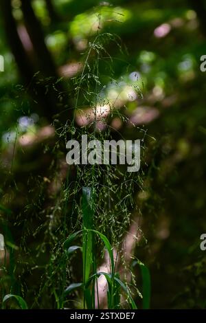 Purple Small Reed purple small-reed (Calamagrostis x acutiflora 'Karl Foerster ...