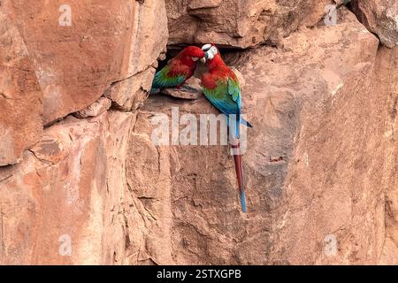 Red-and-Green Macaws, Buraco das Araras, South America’s largest