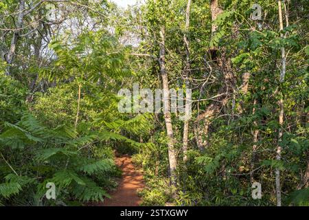 Buraco das Araras, South America’s largest sinkhole, Macaws Hole, (Nest