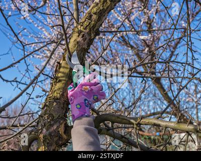 Farmer looks after the garden. Spring pruning of fruit trees. Woman with a pruner shears the apple tree. Stock Photo