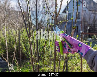 Gardener looks after the garden. Spring pruning of fruit trees. Woman with a pruner shears the peach. Stock Photo