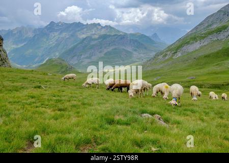 Flock of sheep in the meadows of Portalet Stock Photo - Alamy