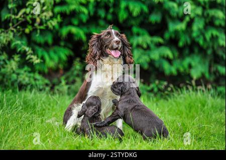 English springer spaniel with her sprocker puppies Stock Photo