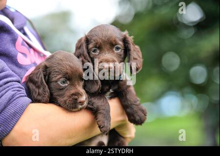 working cocker spaniel puppies in breeders arms Stock Photo