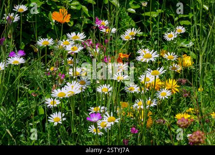 meadow of small colourful wildflowers in summer. daisies in long grass. floral background Stock Photo