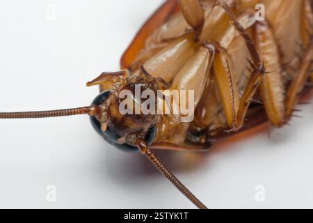 Macro of cockroach insects of the order Blattodea. Cockroach is carrier ...