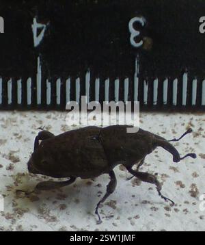 Southern Corn Billbug (Sphenophorus callosus), Insecta, River Rd ...