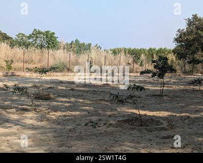 Tree plantation on a sandy river bed in India, showcasing an effort to promote green cover and environmental conservation. Stock Photo