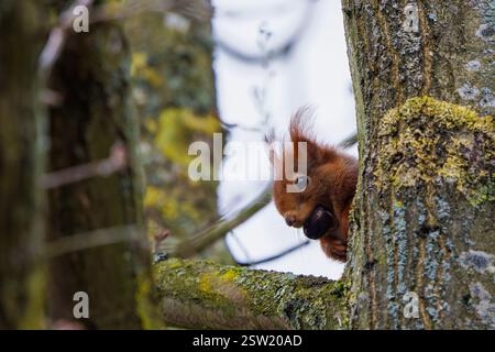 A baby Red squirrel on a branch nibbles on a nut (Sciurus vulgaris) Stock Photo