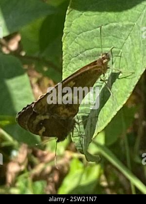 Gatekeeper (Pyronia tithonus), Insecta, Cornwall, UK Stock Photo