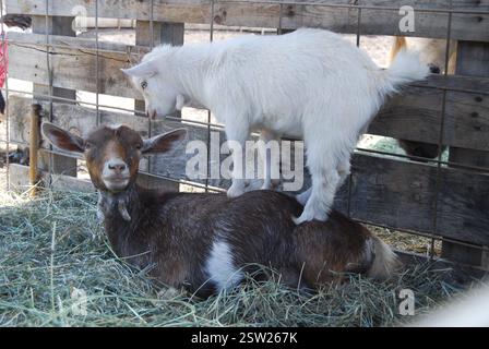 Mama and baby goat bonding on a farm Stock Photo