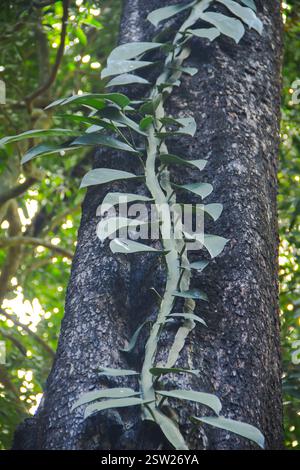 Vines or creepers cannot stand on their own. The stems creep along the ground or wrap around nearby objects. Stock Photo