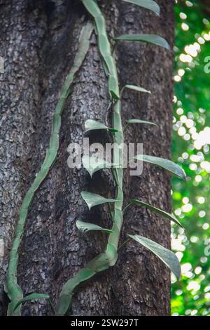 Vines or creepers cannot stand on their own. The stems creep along the ground or wrap around nearby objects. Stock Photo
