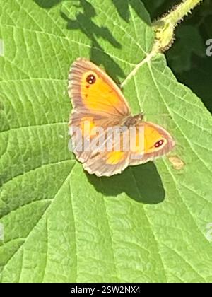 Gatekeeper (Pyronia tithonus), Insecta, Cornwall, UK Stock Photo