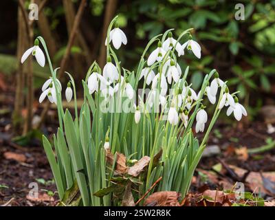 January flowering clump of the glaucous leaved hardy giant snowdrop, Galanthus elwesii Stock Photo