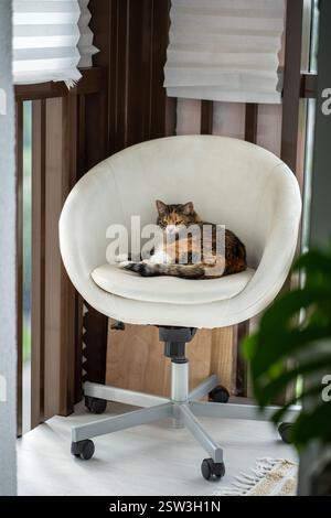 Funny relaxed tabby cat lying on wheeled chair, rest on balcony during day. Pampered pet life Stock Photo
