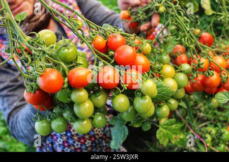 Fresh cherry tomatoes on the vine, ripening from green to red. A farmer harvests them by hand, showcasing organic produce in a garden setting. Stock Photo