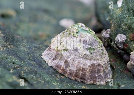 Close-Up of a Limpet Shell on a Rock with Marine Accents Stock Photo