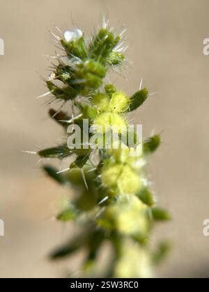 moth combseed (Pectocarya setosa) Plantae Stock Photo - Alamy