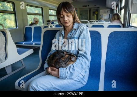 Domestic cat travelling on a train, sleeping, napping, sits on female owners lap. Stock Photo