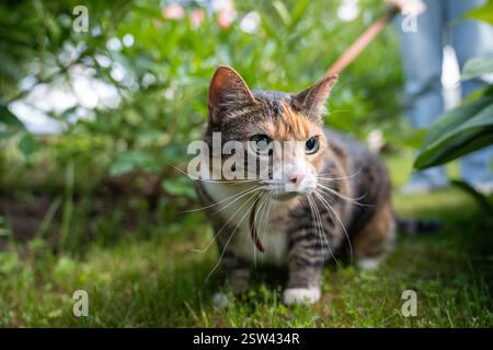 Close up, cat concentrating face on leash focusing on prey. Tricolor kitty hunting for insect. Stock Photo