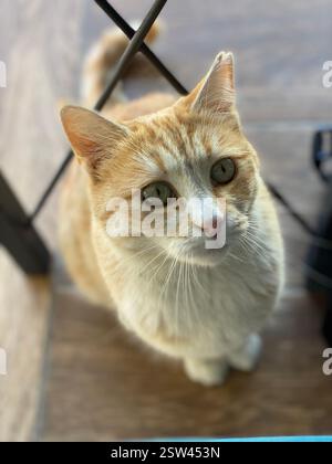 Beautiful orange and white cat with big green eyes Stock Photo