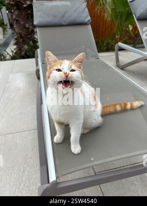 Adorable little orange and white kitten with a very unique nose Stock Photo