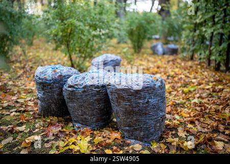 Cleaning leaves in autumn park in city. Dry leaves in plastic bags on ground pathway. Stock Photo