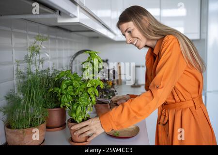 Smiling happy woman plant lover cutting fresh basil grown at home on kitchen. Indoor gardening. Stock Photo