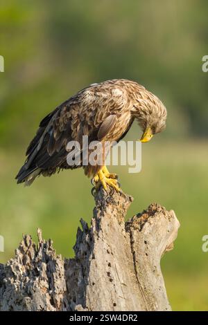 White-tailed eagle (Haliaeetus albicilla) adult male perched on a rotting tree stump, side view with head lowered and looking down Stock Photo