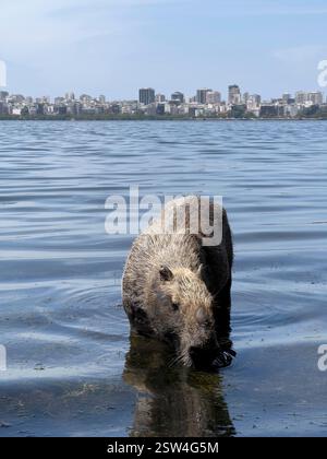 February 20, 2025, Rio De Janeiro, Rio De Janeiro, Brazil: A capybara ...
