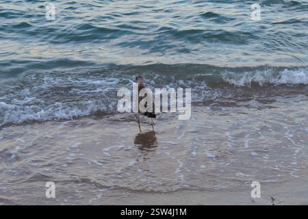 Seagull Standing by the Waves on a French Riviera Beach. Stock Photo