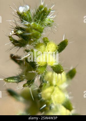moth combseed (Pectocarya setosa) Plantae Stock Photo - Alamy