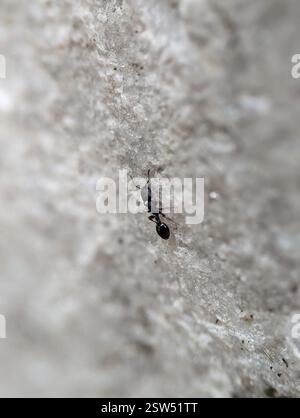 Schaum's Acorn Ant (Temnothorax schaumii), Insecta, 164, Plant Science Bldg, Ithaca, NY 14853, USA Stock Photo