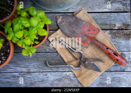 Rustic gardening tools, a trowel, and shears for planting basil herbs in terracotta pots are arranged on a rough wooden surface. Stock Photo
