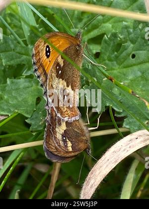 Gatekeeper (Pyronia tithonus), Insecta, Cornwall, UK Stock Photo