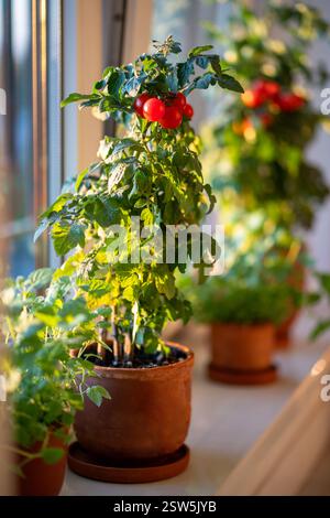 Homegrown small bush of balcony cherry red tomato in clay pot growing on windowsill at home. Stock Photo