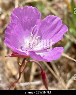 Hypanthium Inner Rim Lewis' Clarkia (Clarkia lewisii), Plantae, California, US, COMPARE 2 ...
