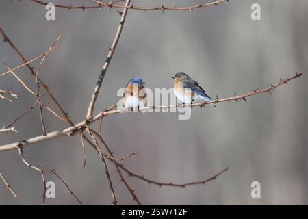 A male and female eastern bluebird looking at each other while sitting on a thorny branch in winter Stock Photo