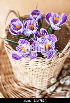 Small bouquet of purple crocus with stripes flowers, King of Striped, in a rattan wicker basket and goat willow branches. Stock Photo