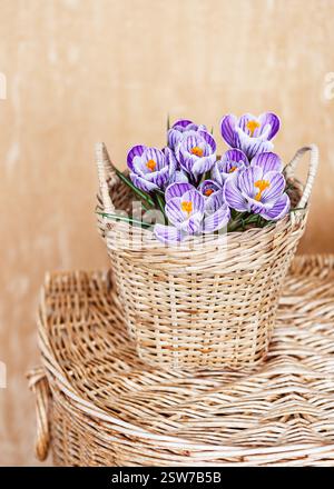 Vintage spring floristic arrangement with bouquet of purple crocus with stripes flowers, King of Striped, in a rattan wicker basket. Copy space. Stock Photo