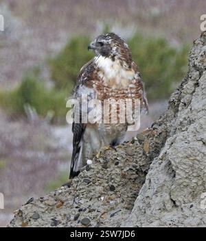 Variable Hawk (Geranoaetus polyosoma polyosoma) at Santa Eulalia Valley ...